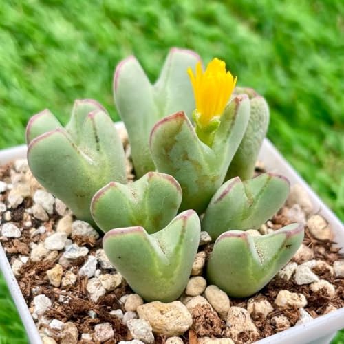 コノフィツム」の人気商品一覧 | 安い商品を通販サイトから探す - 価格.com